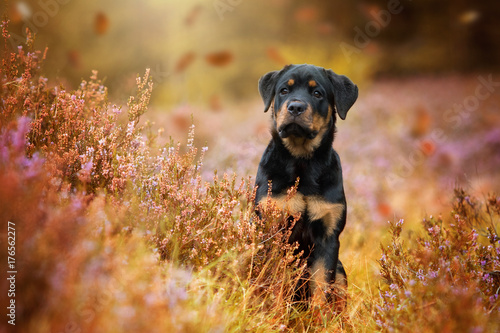 Fototapeta Naklejka Na Ścianę i Meble -  Welpe im Herbst