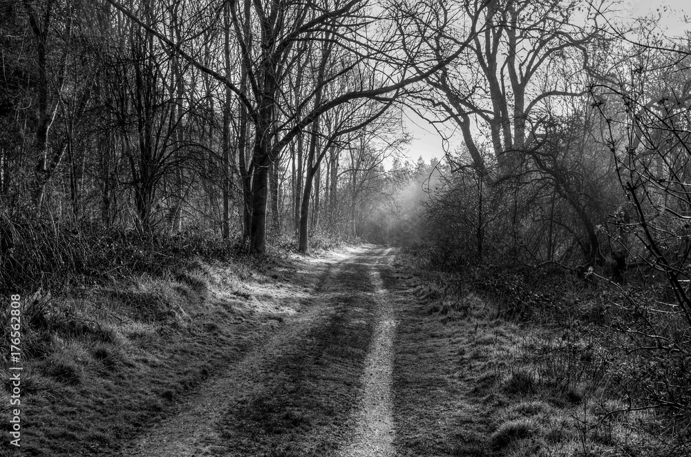 winter in black and white winter in black and white