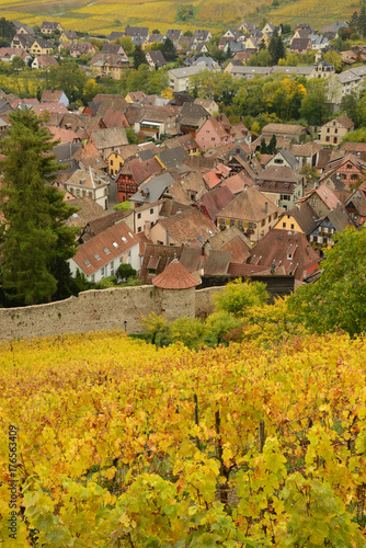 Vue sur Ribeauvill    Alsace  et son vignoble en automne     A view over Ribeauvill    Alsace  France  and its vineyard in autumn