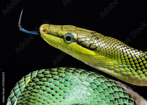 Fotografia snake gonyosoma oxycephala