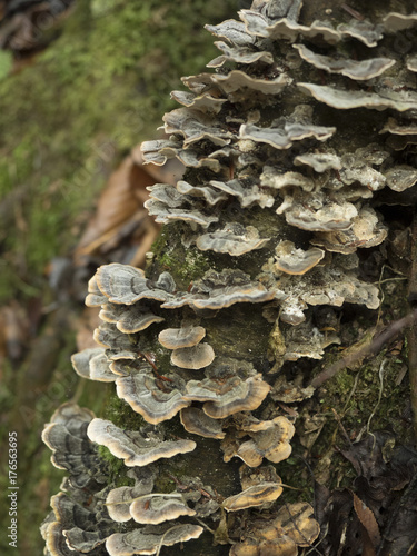 Fungus growing on a tree