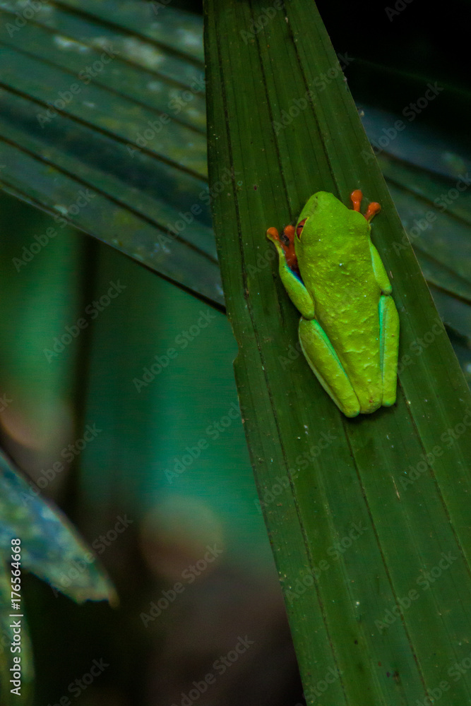 Red-eyed tree frog (Agalychnis callidryas) in a forest near La Fortuna, Costa Rica Red-eyed tree frog (Agalychnis callidryas) in a forest near La Fortuna, Costa Rica