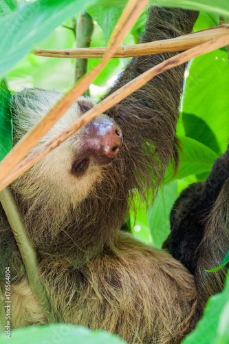 Two-toed sloth in a forest near La Fortuna village, Costa Rica photo