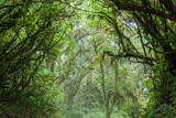 Cloud forest of Reserva Biologica Bosque Nuboso Monteverde, Costa Rica
