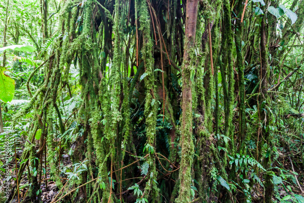Obraz premium Tree in a cloud forest of Reserva Biologica Bosque Nuboso Monteverde, Costa Rica