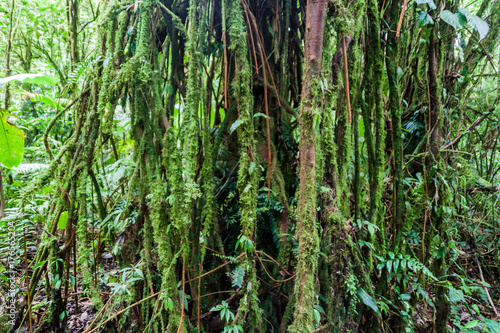 Tree in a cloud forest of Reserva Biologica Bosque Nuboso Monteverde, Costa Rica