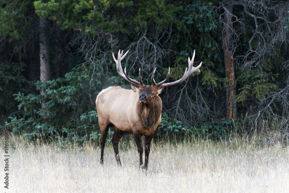 A big male elk in Jasper national park bugling A big male elk in Jasper national park bugling