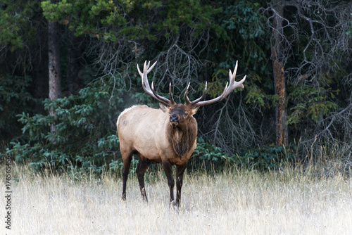Foto A big male elk in Jasper national park bugling