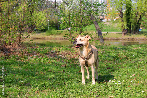 Spazieren mit Hund im Wiener Park