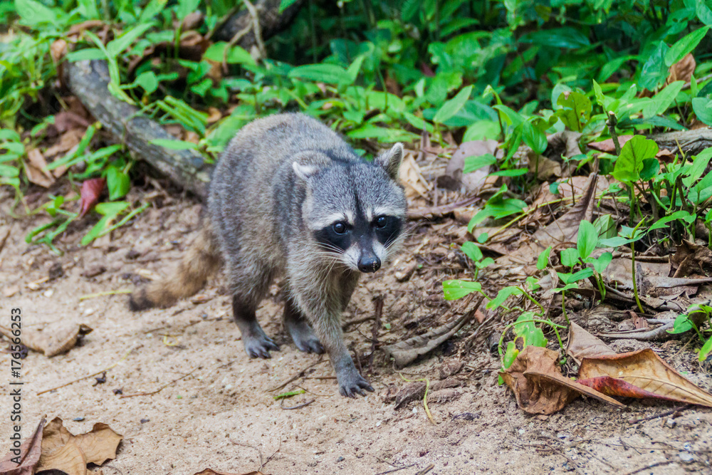 Crab-eating raccoon (Procyon cancrivorus) in Cahuita National Park, Costa Rica Crab-eating raccoon (Procyon cancrivorus) in Cahuita National Park, Costa Rica