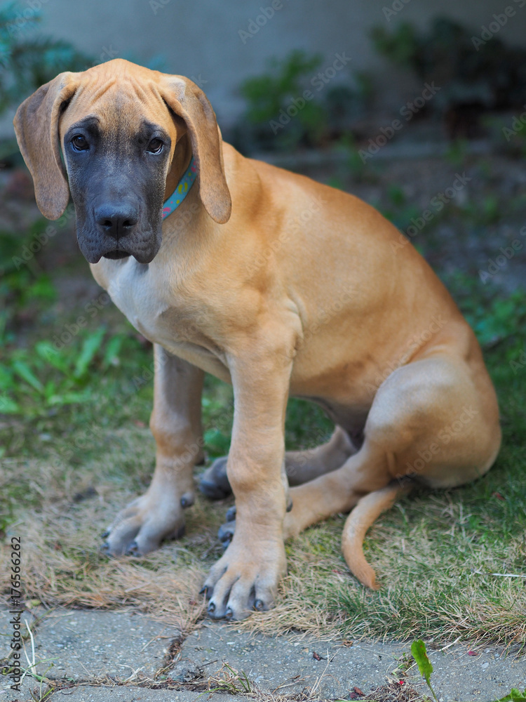 Gold Great Dane Puppy sitting on ground. Gold Great Dane Puppy sitting on ground.