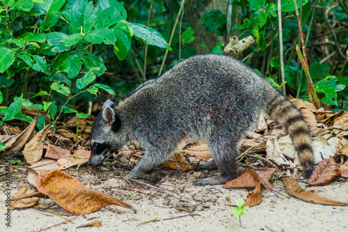 Crab-eating raccoon (Procyon cancrivorus)  in Cahuita National Park, Costa Rica