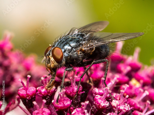 Blüte mit Fliege