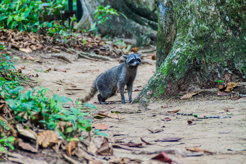 Crab-eating raccoon (Procyon cancrivorus)  in Cahuita National Park, Costa Rica