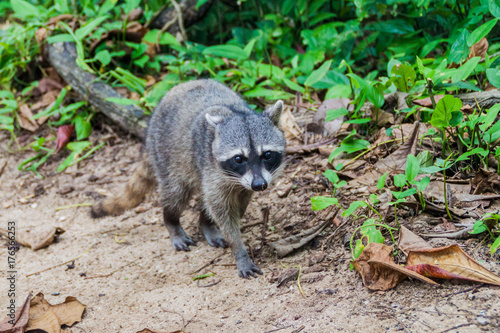 Crab-eating raccoon (Procyon cancrivorus)  in Cahuita National Park, Costa Rica