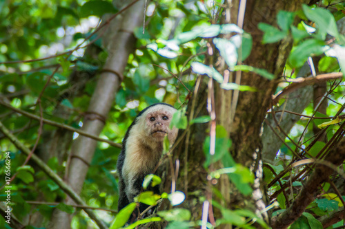 White-headed capuchin monkey (Cebus capucinus) in Cahuita National Park, Costa Rica © Matyas Rehak