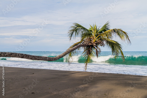 Palm on a beach in Cahuita National Park  Costa Rica