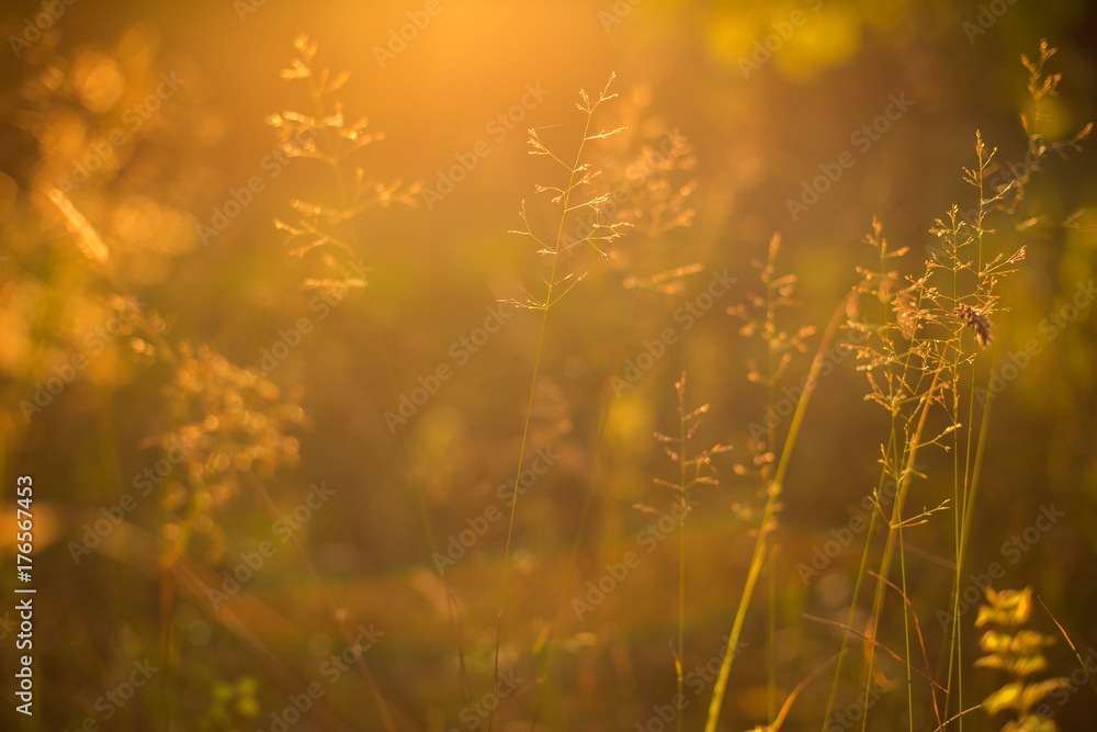 Abstract nature meadow plants background. Autumn grass. . Later summer