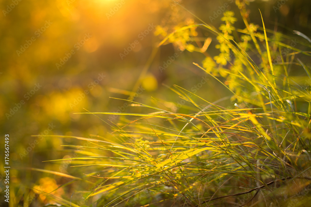 Beautiful green grass and meadow plants in orange sunset sunlight with bokeh. Later summer