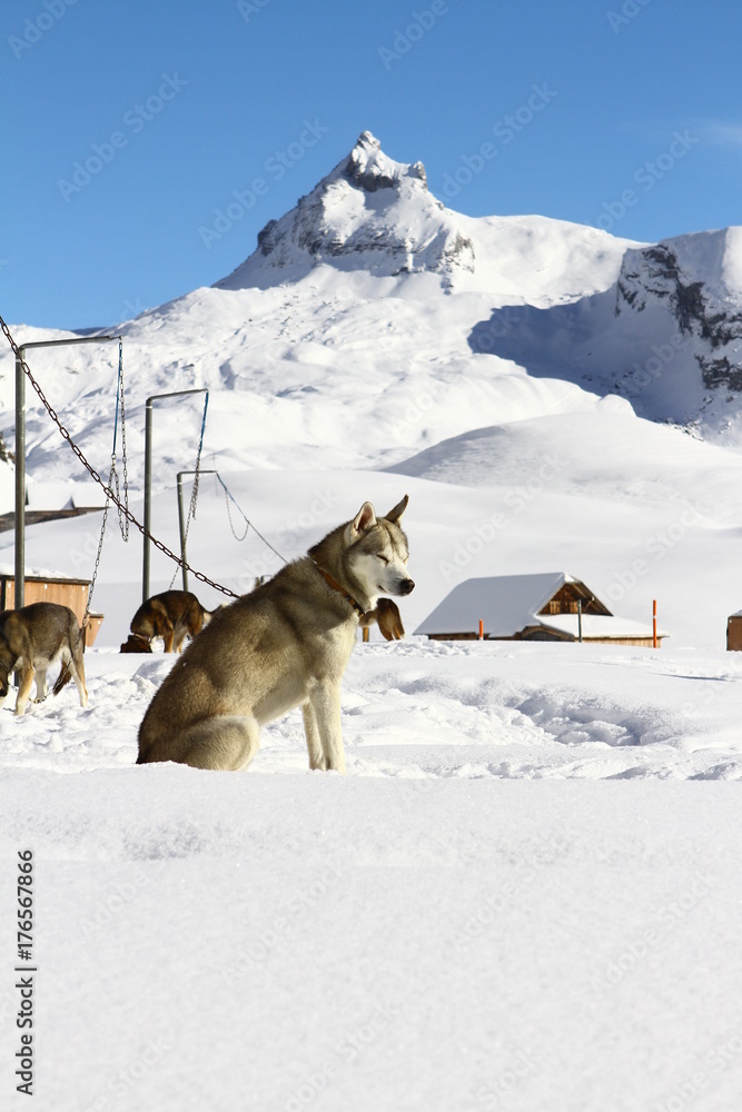 SLED DOG IN WINTER MOUNTAIN LANDSCAPE