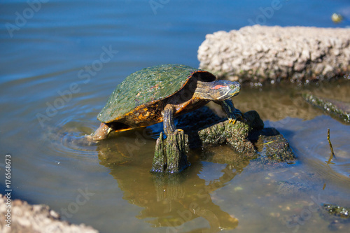 Turtle in Water