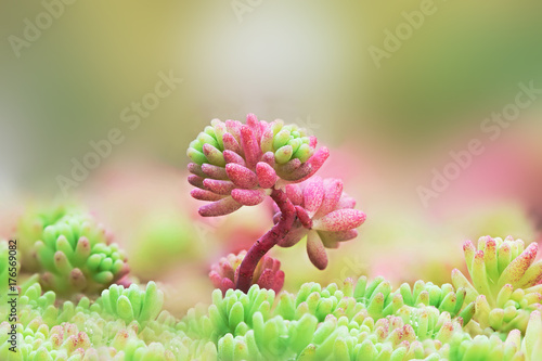 Slika na platnu A close-up of pink and green sprout of Spanish stonecrop, Sedum hispanicum, under the carpet of smaller plants