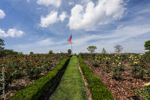american flag in rose garden
