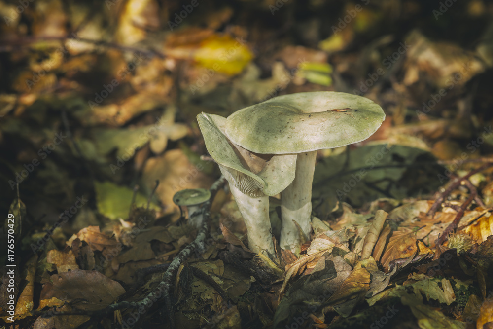 Fototapeta premium Wild Fungi and Dry Leaves