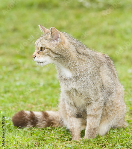 Scottish Wildcat (felix sylvestris) photo