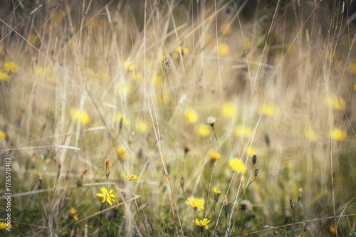 Summer Wild Flower Meadow