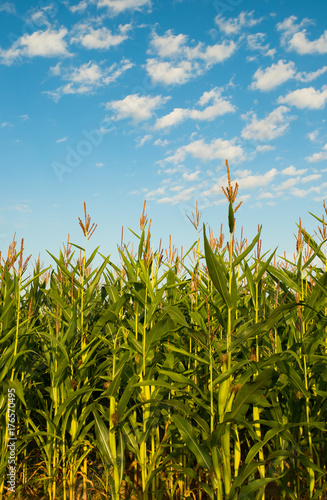 Green Plants Corn Growing On Agricultural Field On Blue Sky In Summer Sunny Day.