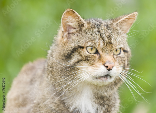 Картината върху платно Scottish Wildcat (felix sylvestris)