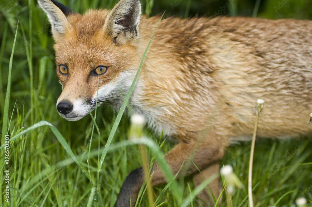 Naklejka premium Red fox (vulpes vulpes)