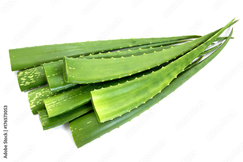 Heap of aloe vera leaf plant isolated on white background Heap of aloe vera leaf plant isolated on white background