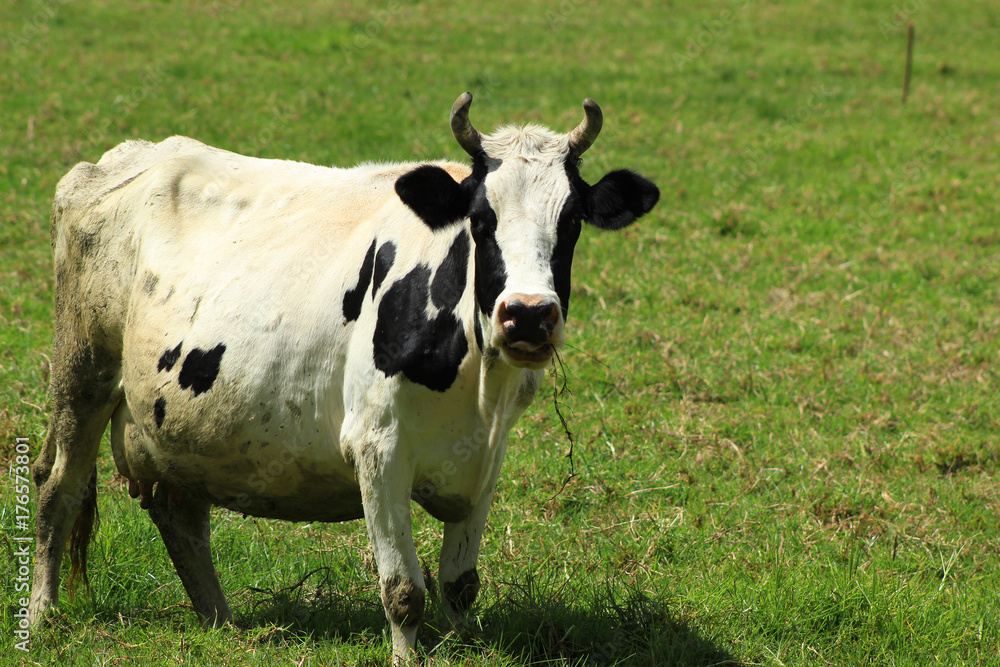 Holstein Cow on a Farm