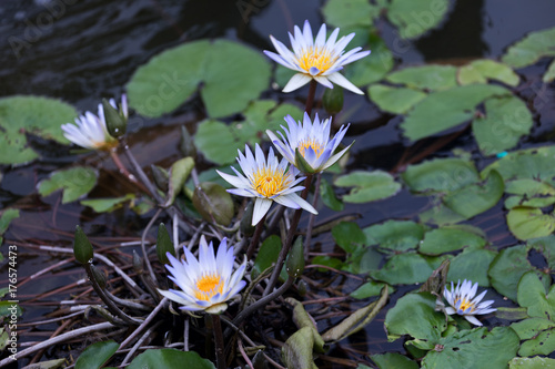 purple  violet water lily