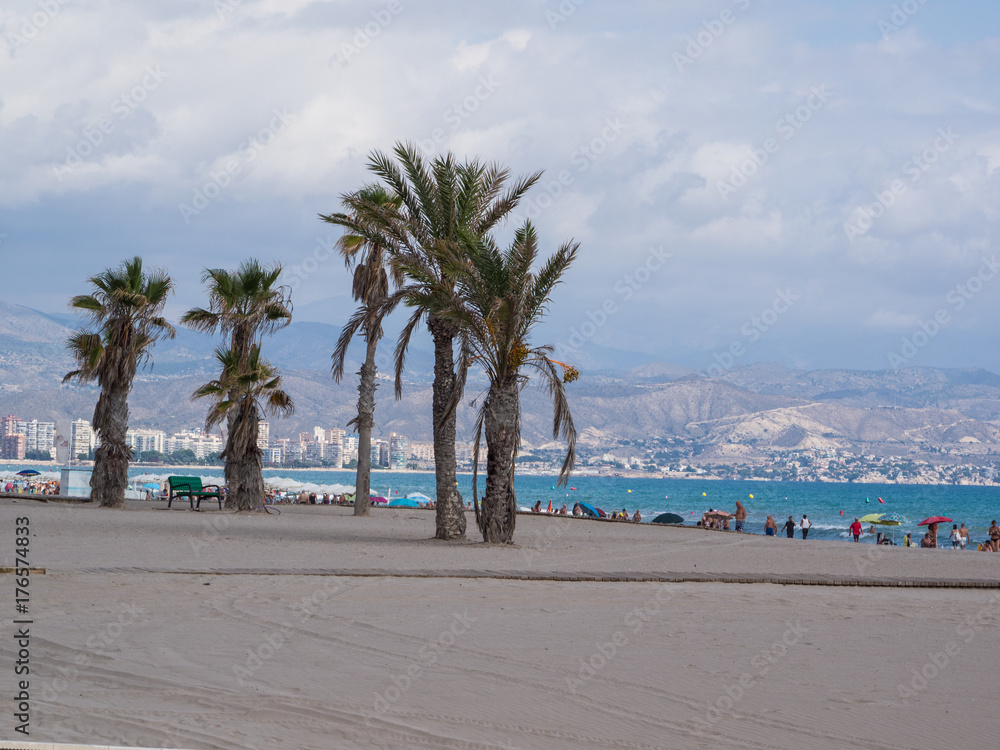 palm trees by the sea on the beautiful beach of Alicante