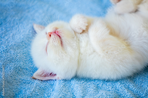 Sleeping cute little kitten lays on a fluffy blanket © vvvita