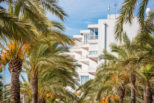 View of the palm avenue on the promenade in Salou, Tarragona, Spain. Close-up. © ggfoto