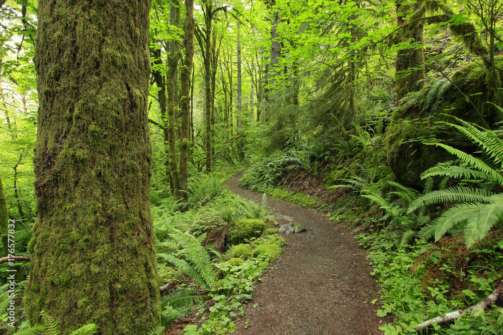 a picture of an Pacific Northwest forest trail a picture of an Pacific Northwest forest trail