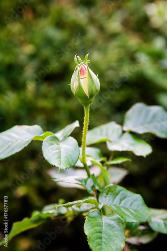 Single yellow and pink rose bud about to open; growing on a stem with many green leaves