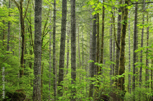 a picture of an Pacific Northwest forest 