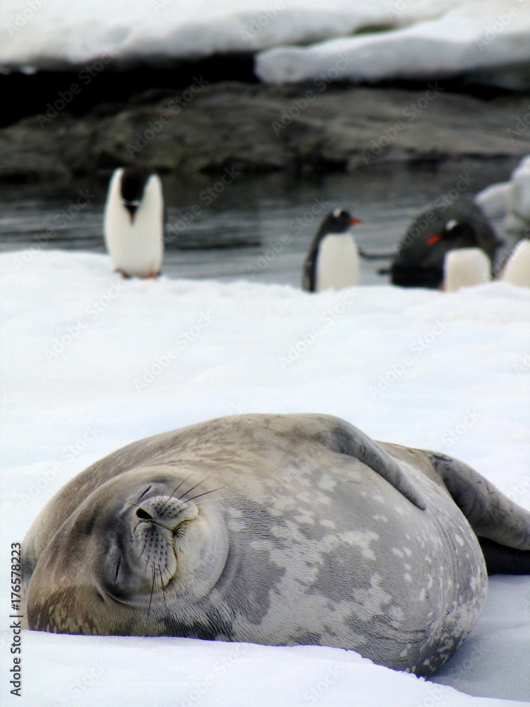 Naklejka premium Antarctica