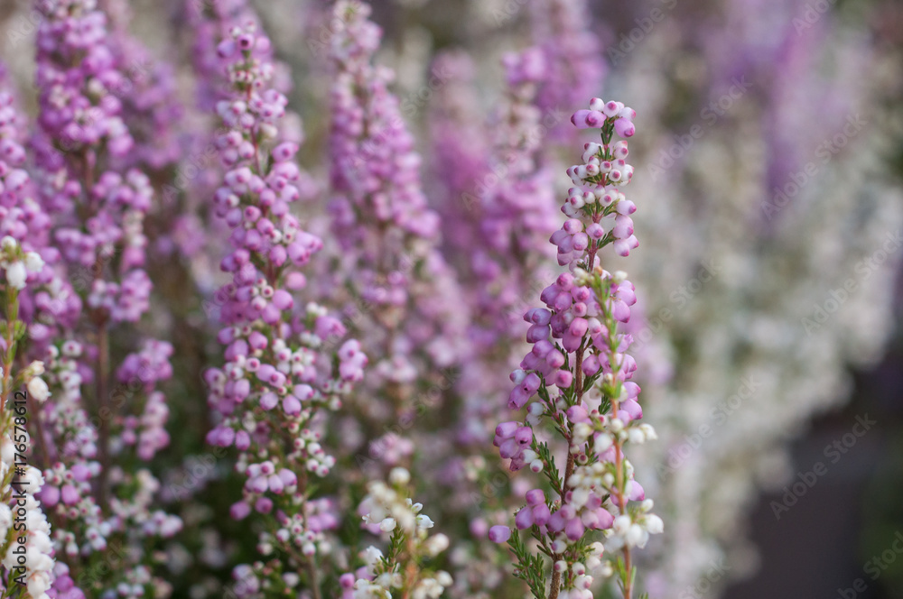 fleurs de bruyère en gros plan fleurs de bruyère en gros plan