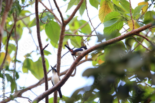 Ultramarine kingfisher (Todiramphus leucopygius) in Solomon Island

