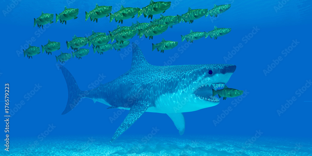 Fototapeta premium Megalodon Undersea - A huge Megalodon shark sneaks up behind a Chinook salmon as it strays from a school of salmon in open sea.