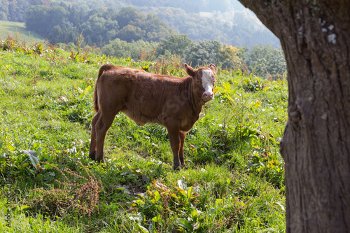 Bild auf Leinwand young german cows on an october autumn afternoon