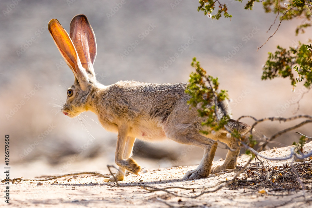 Fototapeta premium Jack Rabbit in Anza-Borrego Desert