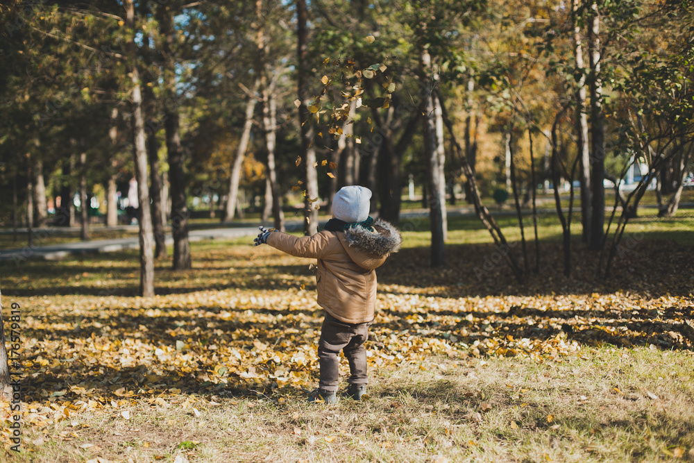 a little boy playing in autumn forest, collecting leaves a little boy playing in autumn forest, collecting leaves