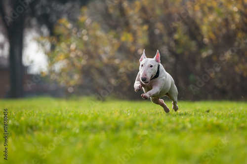 Emma, der Bullterrier
